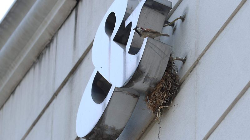 AVES